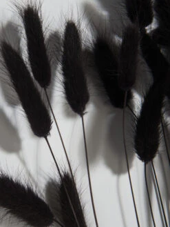 Trockenblume, Schwarz -Heimtextildekoration Lagurus Trockenblume Schwarz 75cm lup