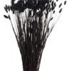 Trockenblume, Schwarz -Heimtextildekoration Lagurus Trockenblume Schwarz 75cm pla1