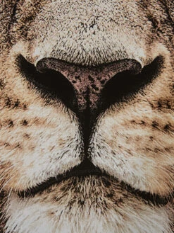 Leinwand-Druck-gerahmt, Braun -Heimtextildekoration Loewenkoenig Druckgerahmt Braun 50x70 lup