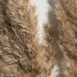 Trockenblume, Natur -Heimtextildekoration Pampasgrasbuendel6er Trockenblume 213869 Hellbraun Natur 75cm lup